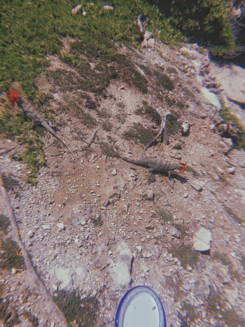 Feeding iguanas