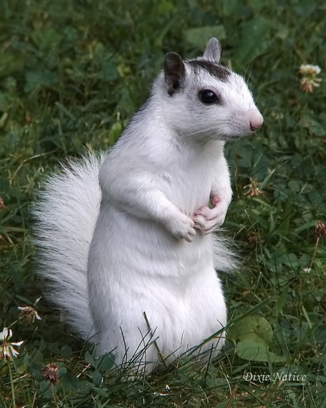 Almost As Cute As You — The Brevard White Squirrel - The Only Known...