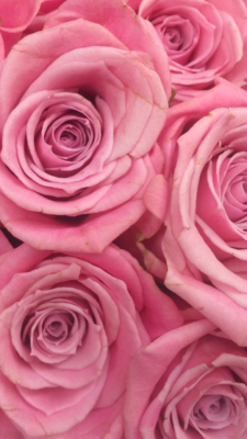 Pink Roses Wallpaper Tumblr