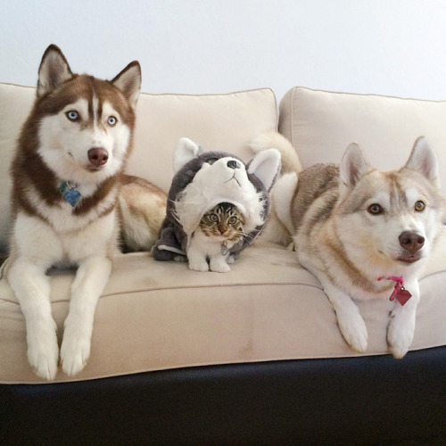 boredpanda:3 Huskies Become Best Friends With A Cat After...