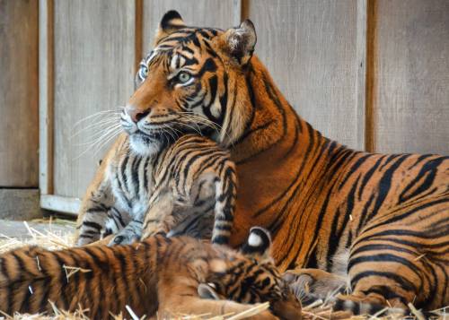 Clean-up Time for Tiger TripletsIt was recently bath-time for...