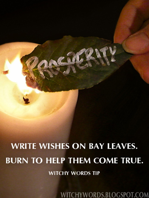 pagan-pixie-realm-of-magick:)0( Bay Leaf )0( One of my...