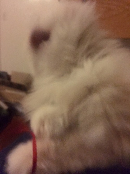 bad photo quality but here’s my cat catching a string