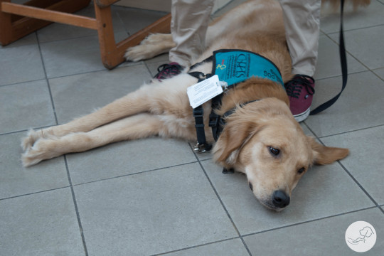 Do I Qualify for a Service Dog? – My Service Dog Adventure