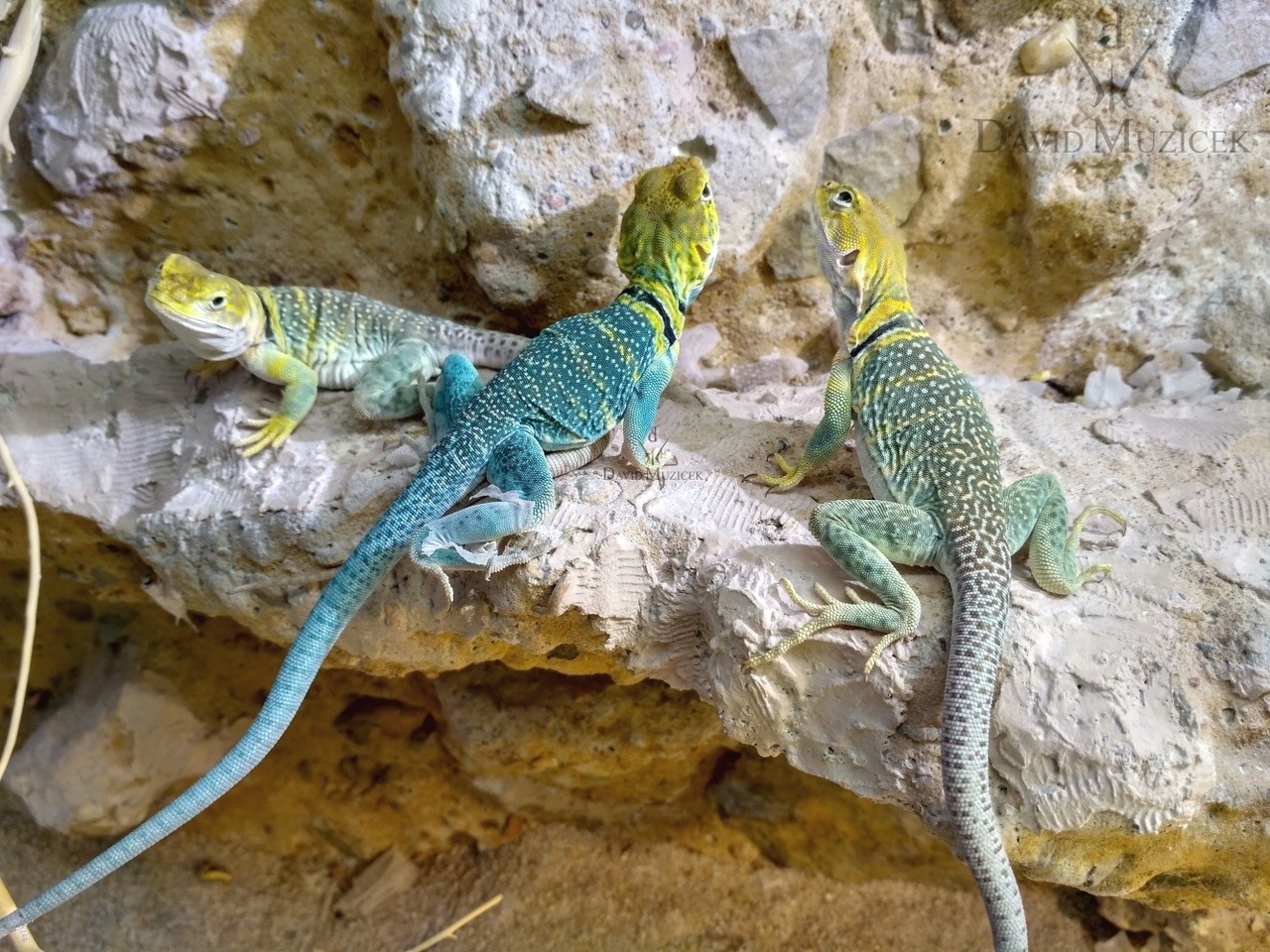 Don't Get Bit — Yellow Headed Collared Lizard Yellow-headed...