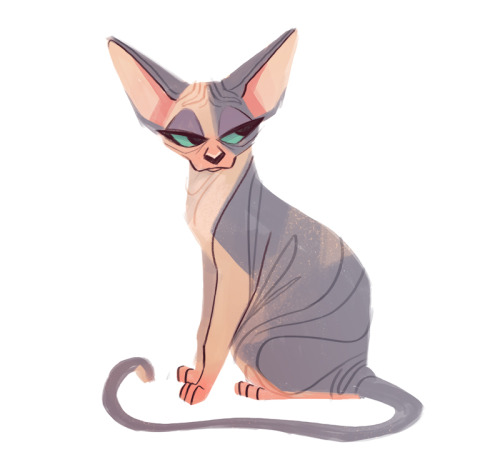 sphynx cat on Tumblr
