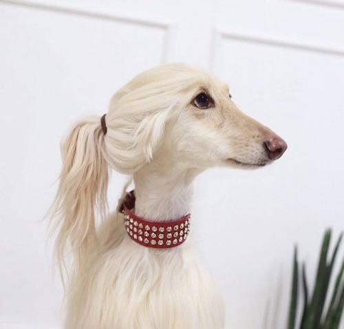 dog female dog antropomorphic antro