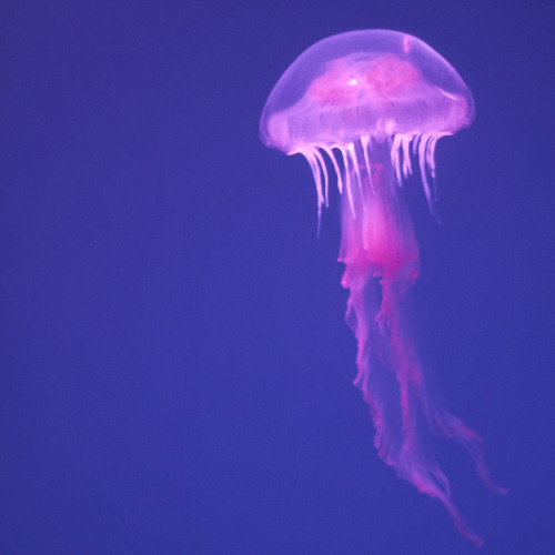 drxgonfly:Rocket-Powered Sea-Mushroom (by Kevin Christopher)