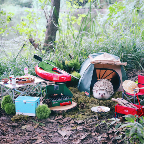 honestly-andrew:boredpanda:Tiny Hedgehog Goes Camping, And...