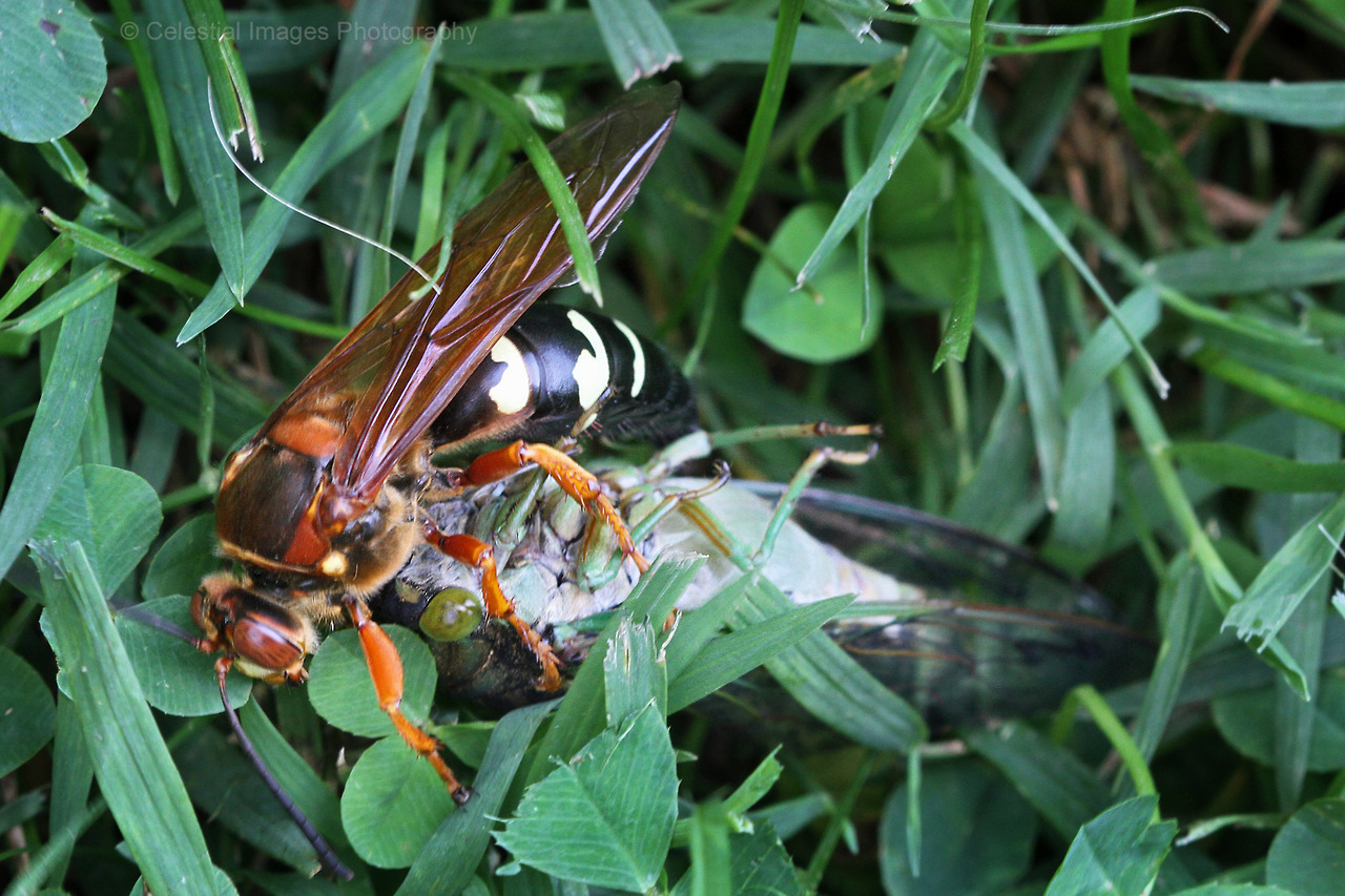 Cicada Killer Wasps Sphecius Speciosus August Celeste S Nature Photography