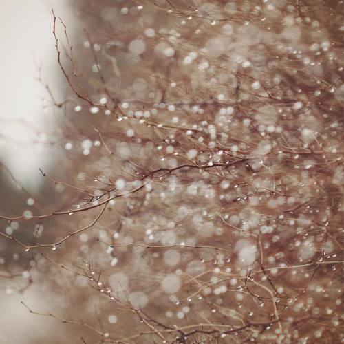 andantegrazioso:Winter’s glitter | monas_picturesque