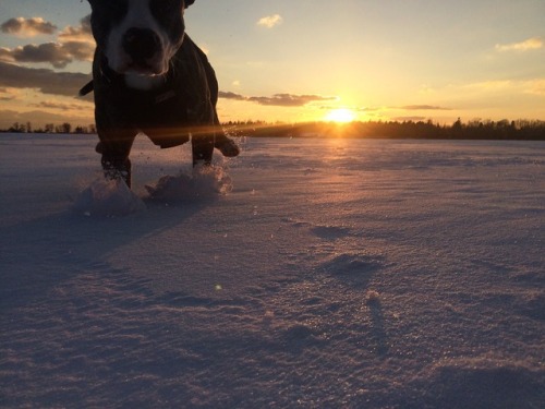 endless-puppies:Staffie, Pit, Lab mixSubmission...