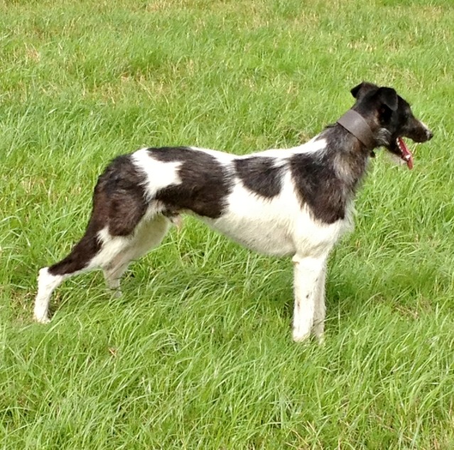 Simply Canine : Beautiful Lurchers and Longdogs (breed crosses in...