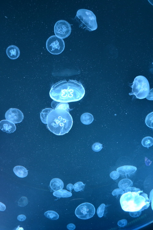 un1ted:Ripley’s Aquarium Toronto - Jellyfish