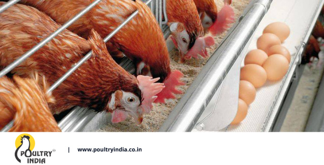 Download POULTRY INDIA — 20 POINTS TO BE CONSIDERED DURING LAYER ...