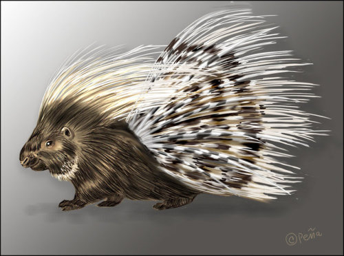 African crested porcupine by Reptangle