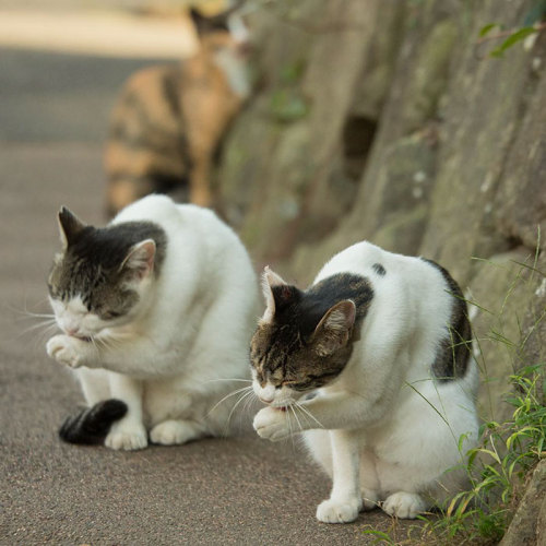 awesome-picz:Japanese Photographer Documents The Many Faces of...