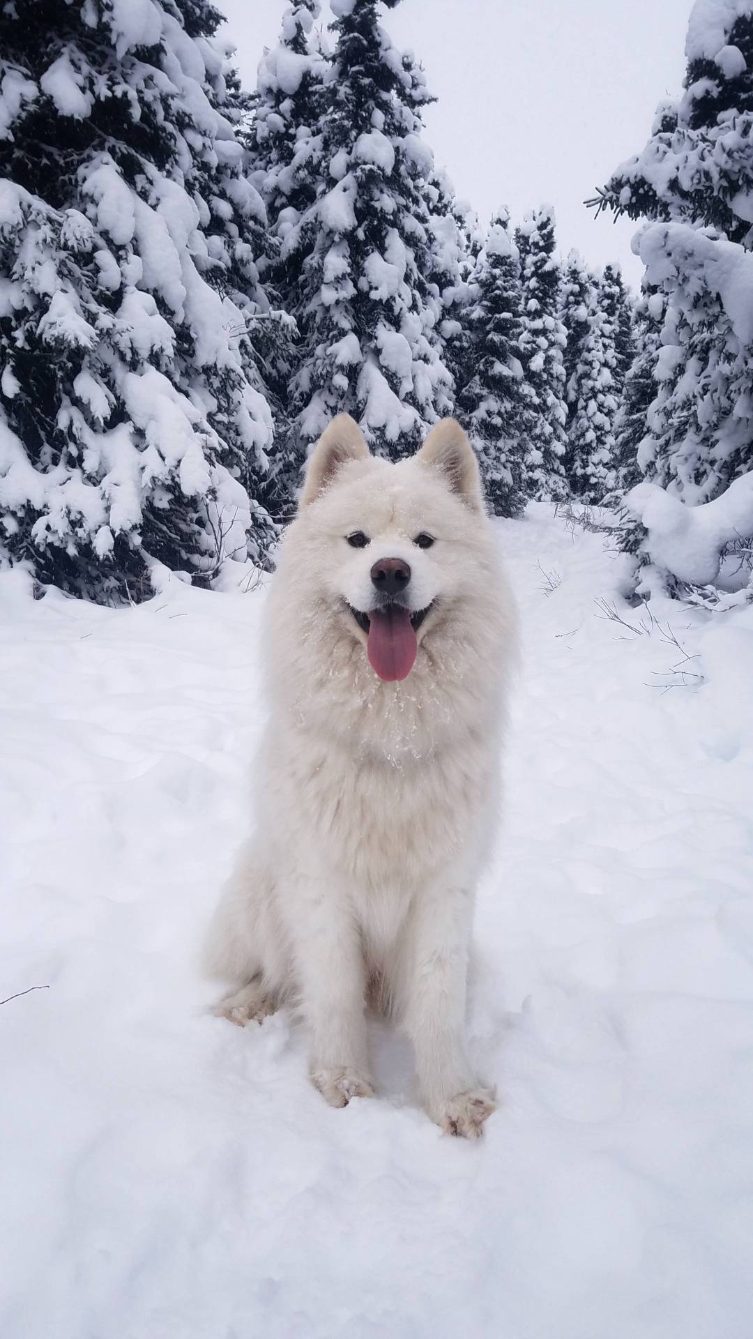 Every year I fall victim to SAD (Seasonal Affective Disorder). This year I started taking my neighbors dog for walks, and his joy for life has kept me positive through the long winter.
Source: http://bit.ly/2SoXuDn