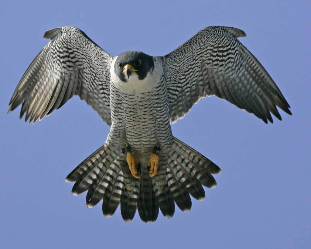 Bird Fact Of The Day Peregrine Falcons Are Stupid Fast