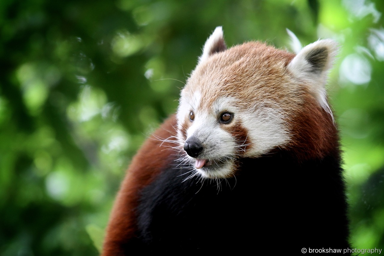 brookshaw photography — A cheeky Red Panda at Chester Zoo… Did you know...