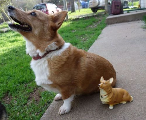 pacificpikachu:My beloved corgi Honey needs help!Her eye...