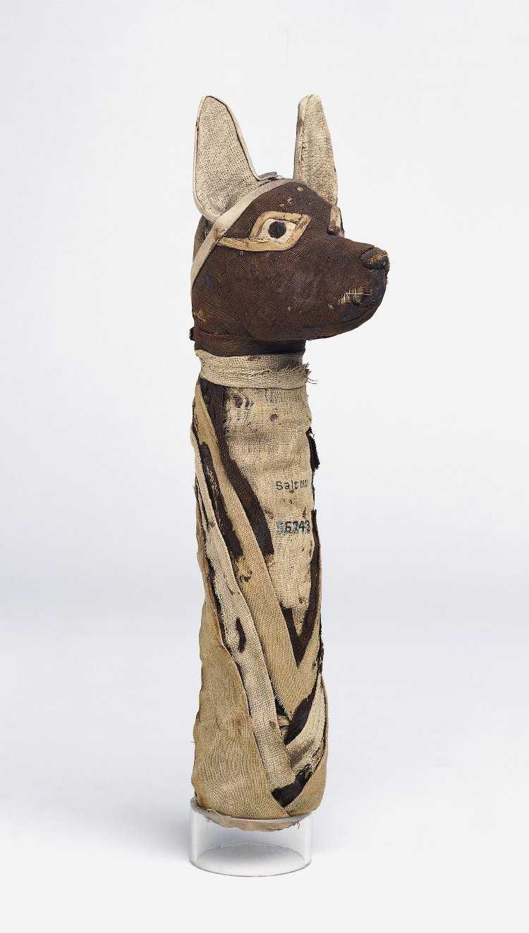Mummified JackalMummy of a jackal, wrapped in linen, sacred animal of Anubis. It dates to the Roman Period, ca. 30 BC - 395 AD. Now in the British Museum. EA 6743