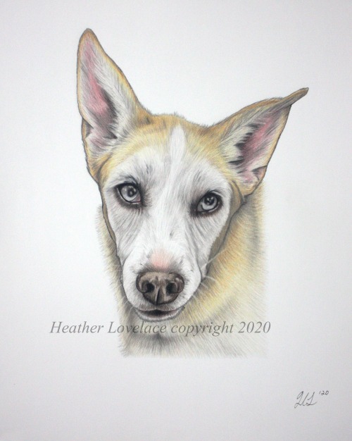 petportraitsbyheatherlovelace