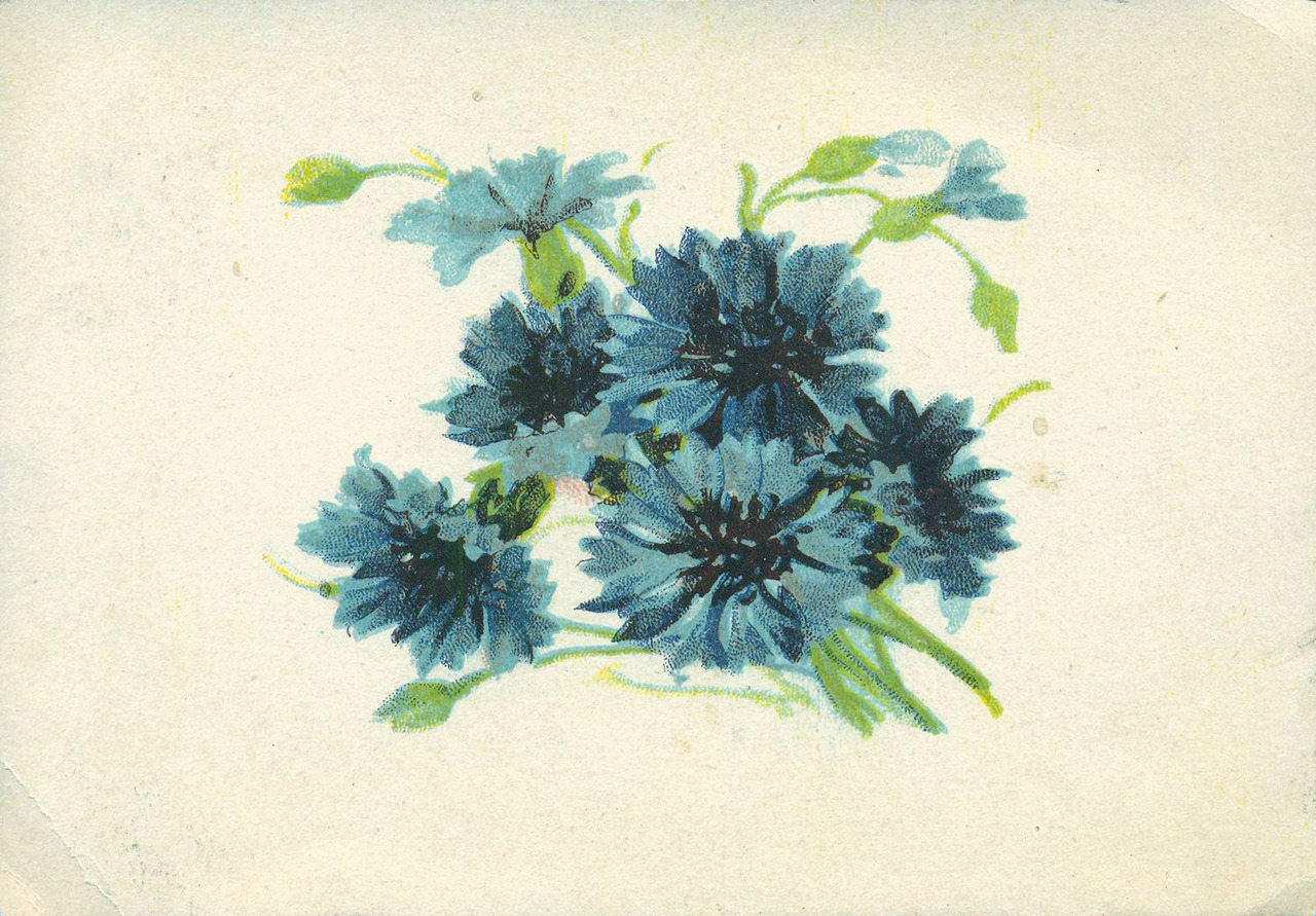 Cornflowers. Soviet postcard from 1930s.