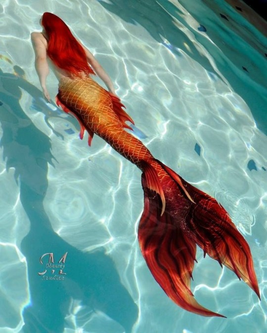 red mermaid tail | Tumblr