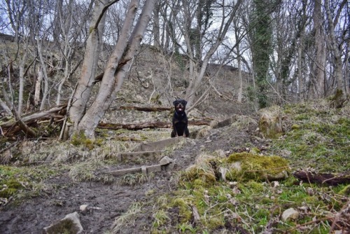 ollietherottweiler:My favourite pictures of Ollie in Yorkshire