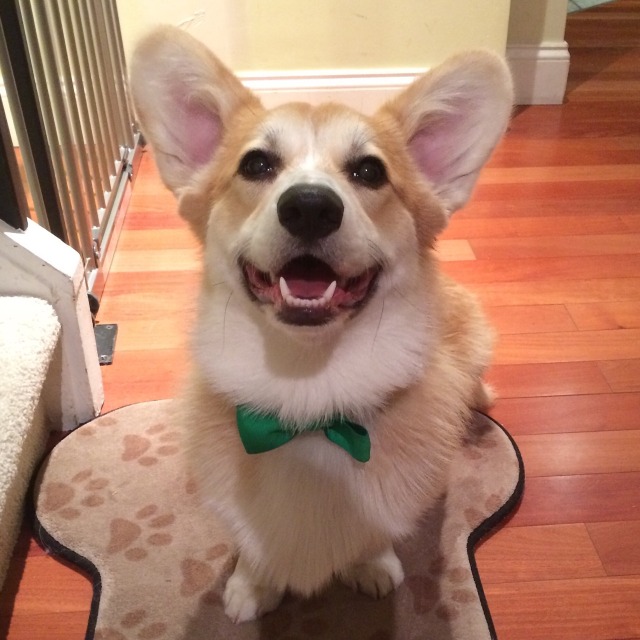 Happy Friday from Ralph! - Ralphie Bobby The Corgi