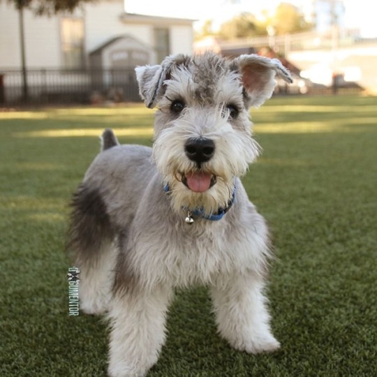 Resultado de imagen para fun Schnauzers tumblr