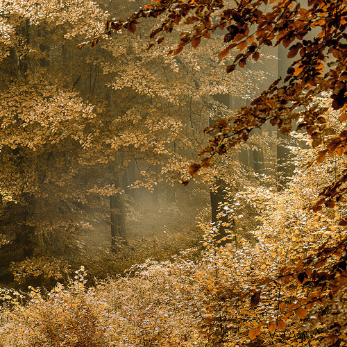 ponderation:Golden Leaves by Leigh Dorey