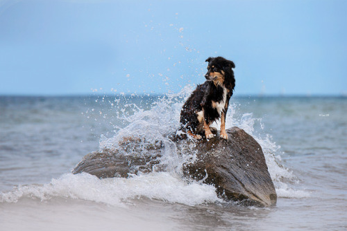 lainphotography:Diva (sheltie), Dundee (Aussie) and Daphne...