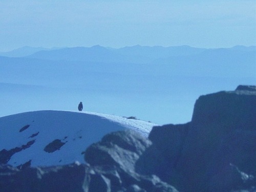 curiouscryptids:Silver Star Mountain BigfootOn November 17,...