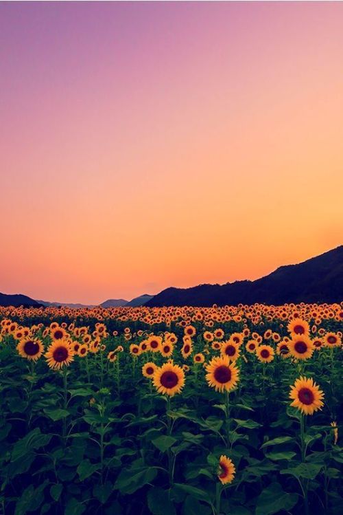 queenjsxo:Sunflower wallpapers ~ found on pinterest