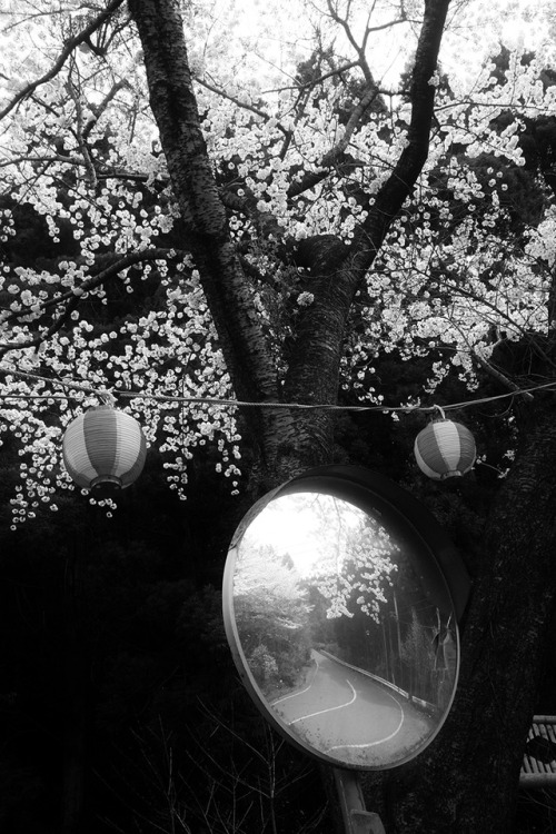 koshigurajumy:imiging:- Hanami (Cherry Blossom Viewing) / お花見...