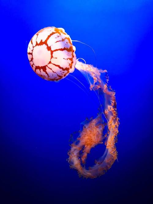 The spice must flow. A purple-striped jelly extending stinging...