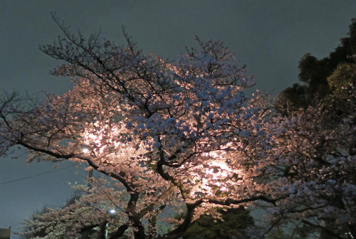 ninetail-fox:cherry blossoms ,Hanzomon