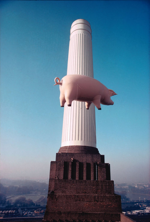 The flying pink pig