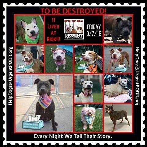 #NYC #NewYorkRegrann from @rescuedogsrocknyc - 