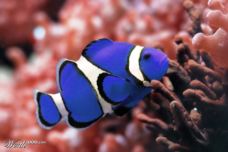 I'm drawing stuff & things - BLUE CLOWNFISH - BLUE CLOWNFISH