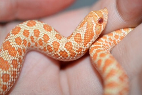 kylasreptiles:Went to a reptile show yesterday and couldn’t...