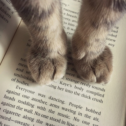 kitty