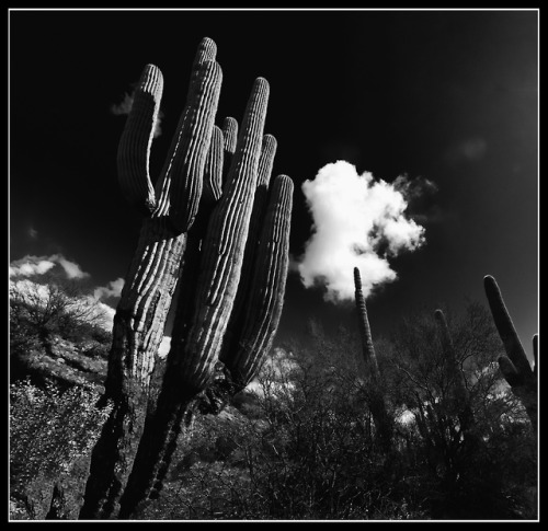 michaelkim724:Sonoran Desert Scene