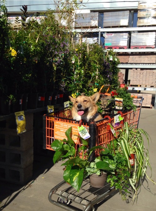 templetonthecorgi:The idea is to put Templeton in the cart so...