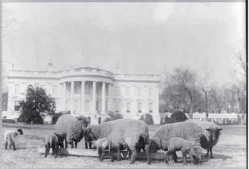 Sheep grazing on the White House lawn, 1918. They saved public funds from being spent on lawnmowing services and their wool was used by the Red Cross to make gloves for soldiers fighting WWI (1040x706) Check this blog!