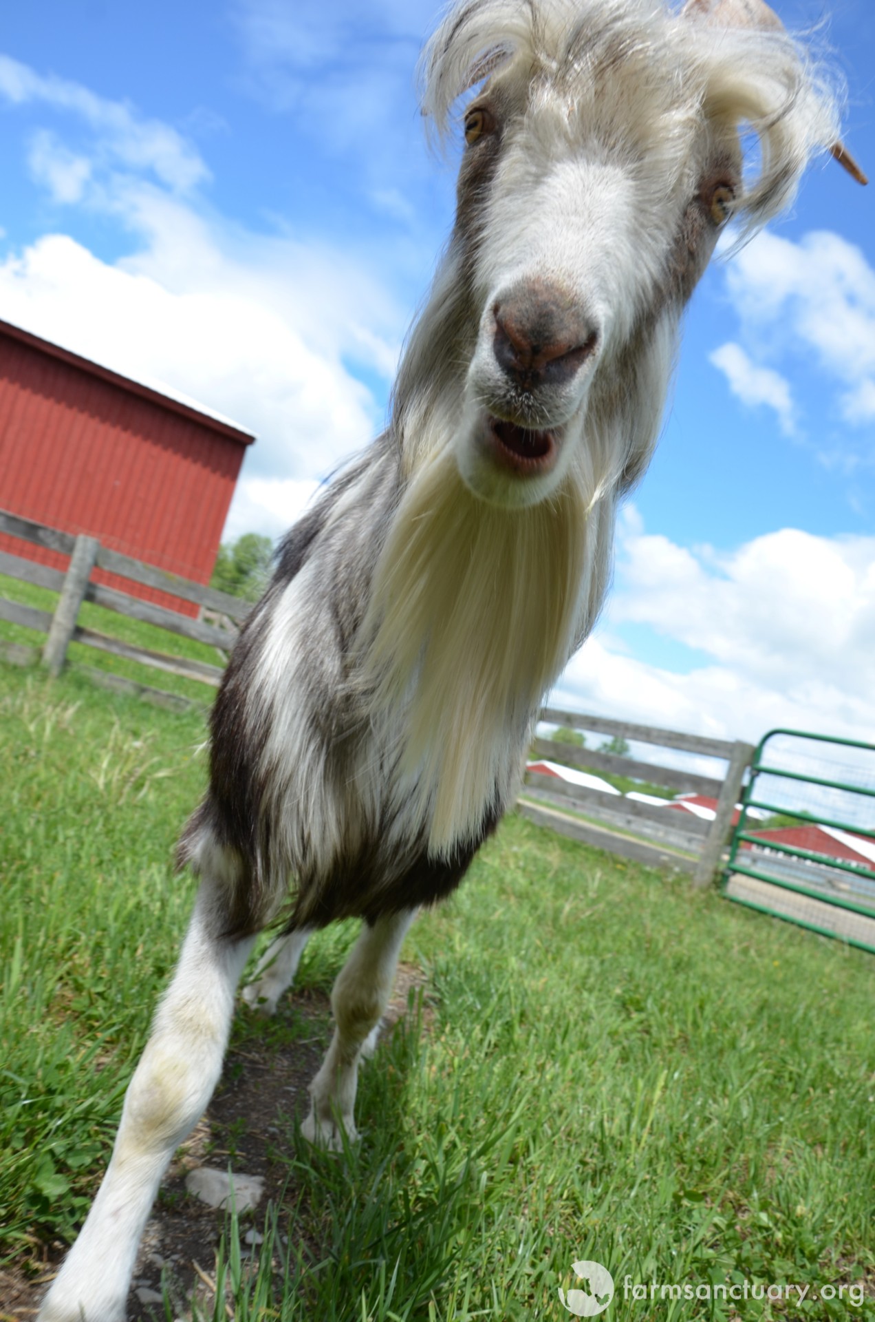 patrick the pygmy goat