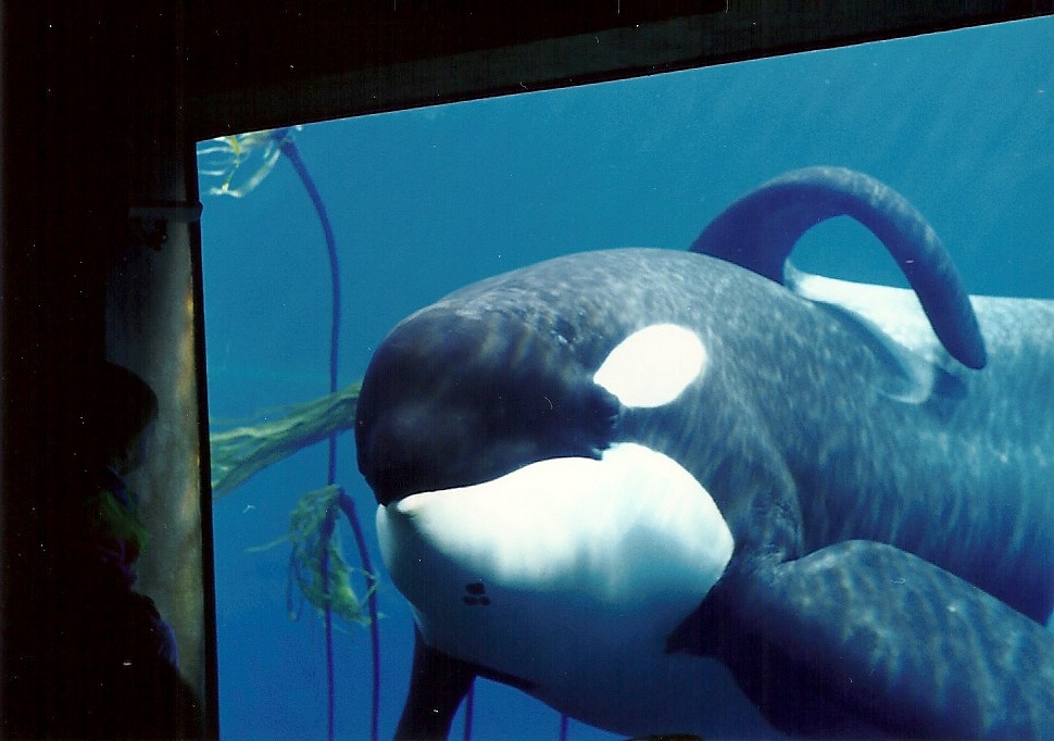 theincredibleorca:
“king-lobo:
“ Keiko at the Oregon Coast Aquarium - 1998 (Pictures are mine, please do not remove caption.)
”
Keiko! My favorite!
”
