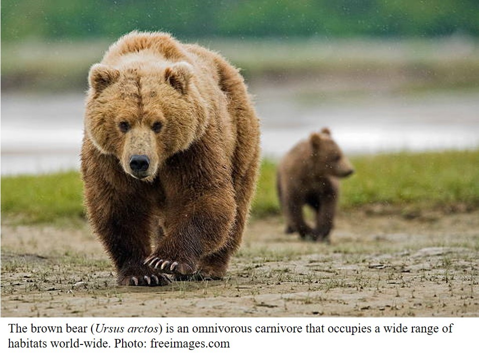 Brown bear: the quintessential omnivore - Sketches Here and There